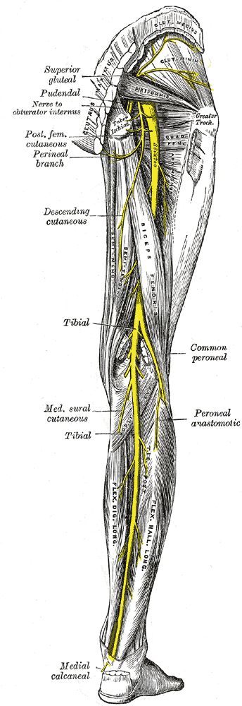 Sciatic Nerve 1